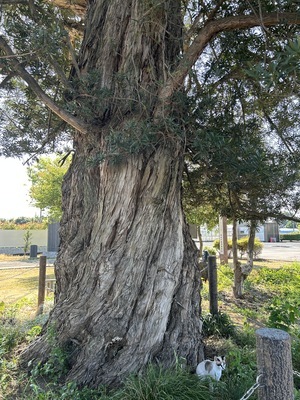 IMG_6872[2]_コピー